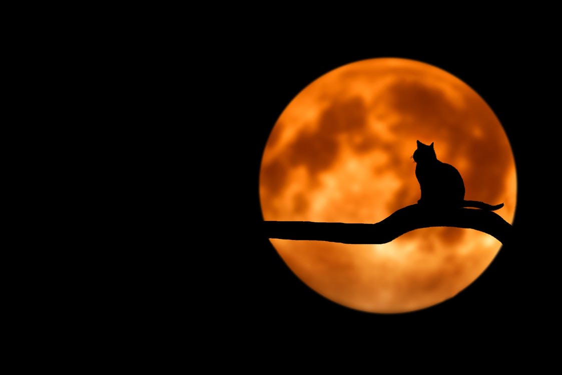 A cat is silhouetted on a tree branch in front of an orange full moon 