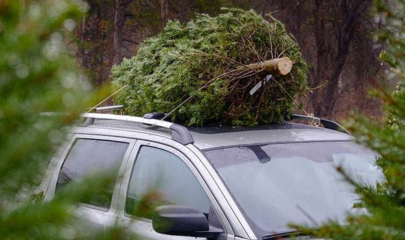 Transporting-Christmas-tree-car-fine-892354