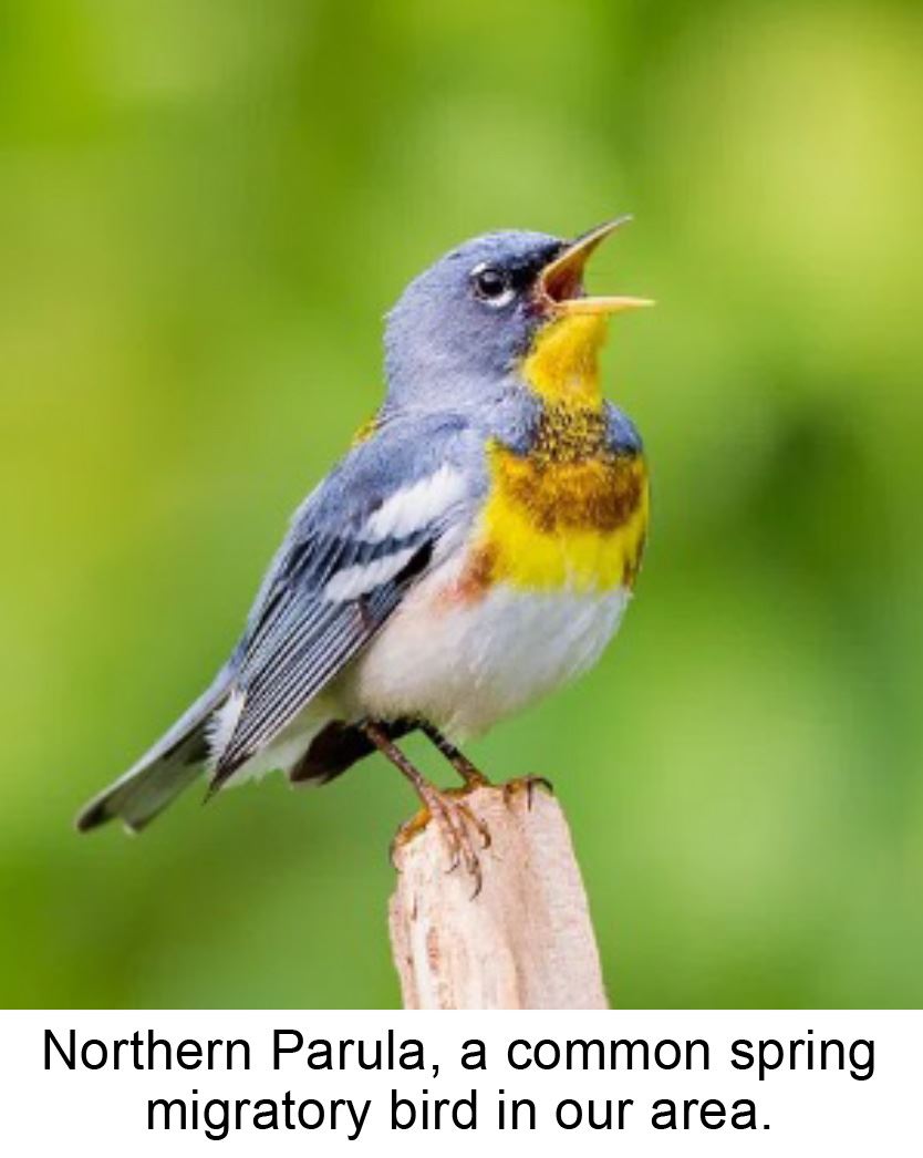 BirdWalk-NorthernParula